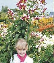 150-200 12-15 Lilium Honeymoon