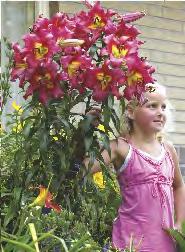 12-15 Lilium Altari 'Altari' 20