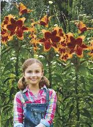 12-15 Lilium Yelloween