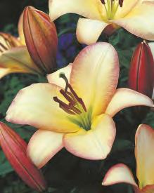 20 229D -130 Lilium Boogie