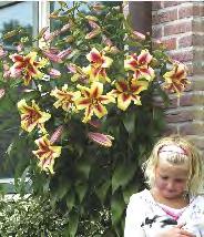 Lilium Miss Lily 'Miss Lily' 20