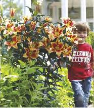 'Orania' 20 56E 150-200 Lilium