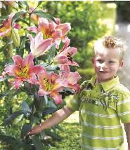 12-15 20 57A 150-200 Lilium