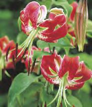 SHOWBOX 230 LILIUM - Turkish