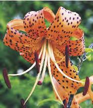 'Golden Splendour' 12-15