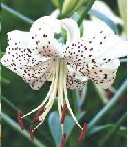 Tygrysia 16/18 61A Lilium