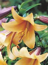 12-15 20 60-80 61B Lilium Red