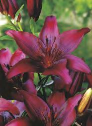 Lilium White Tiger 'White