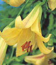 Lilium Pink Tiger 'Pink Tiger'