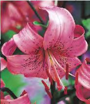 LILIUM - Martagon 16/18 62A