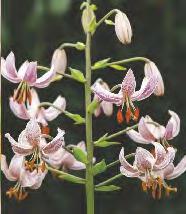 King' 10-15 20-100 62D Lilium