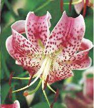'Scarlet Delight' 12-15 20 100