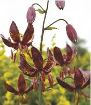 Song' 12-15 20 120 230D Lilium