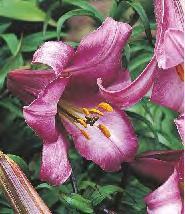 Lilium African Queen 'African