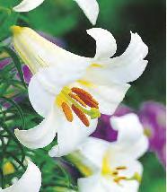Lilium Pink Perfection 'Pink