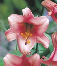 Lilium Regale Album 'Regale