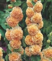 ALCEA ROSEA - Malwa Ogrodowa I