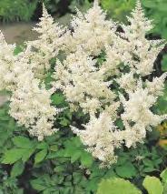 100-150 ASTILBE - Tawułka