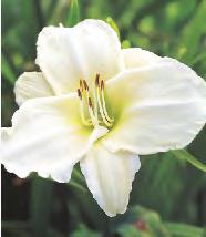 "1" I wybór 237A Hemerocallis Night