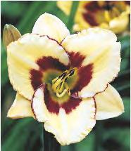 45-60 70 237B Hemerocallis Catherine
