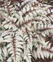 235E Athyrium niponicum Burgundy Lace