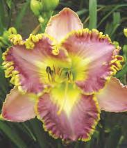 HEMEROCALLIS - Liliowiec Pełny "3" I