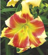 Liliowiec 'Longsgield Red Baron' 2-3 50