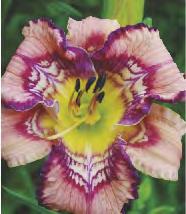 Liliowiec 'My Reggae Tiger' 2-3 50