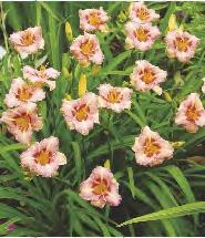 SHOWBOX 241 241A Hemerocallis Villa