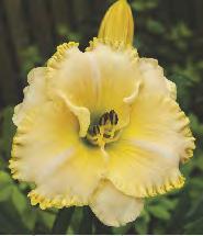 70 HEMEROCALLIS - Liliowiec "6" I wybór