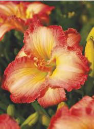 Liliowiec 'Lavender Blue Baby' 2-3 50 70