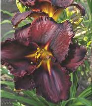 Ruffle Liliowiec 'Frosted Vintage Ruffle'