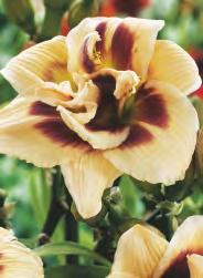 Stocking Liliowiec 'Black Stocking' 2-3