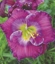 Highland Lord Liliowiec 'Highland Lord'