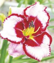 'Entendre' 239B HEMEROCALLIS - Liliowiec