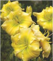 Hemerocallis River Wye Liliowiec 'River