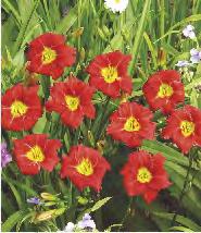 Liliowiec 'Roswitha' 2-3 50 239E 70 240A