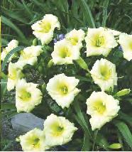 'Longsfield Glorie' 2-3 50 240B