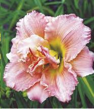 'Longsfield Pearl' 2-3 50 240D