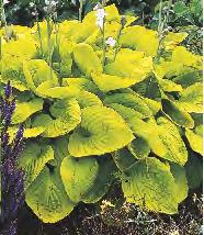wybór 245A III Hosta Halcyon