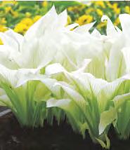 Hosta Golden Tiara Funkia 'Golden