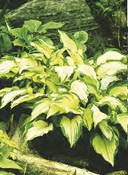 245E III Hosta Crispula Funkia