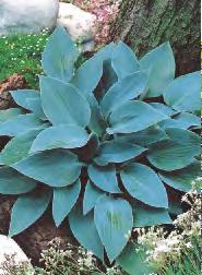 HOSTA - Funkia Olbrzymia "3" I