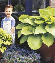 Palace' 6-8 40-60 HOSTA - Funkia