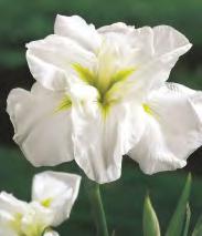 HOSTA - Funkia "4" I wybór SHOWBOX 247