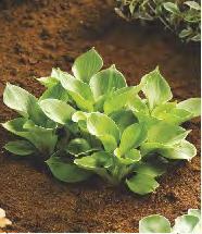 SHOWBOX 249 20-25 Hosta Firn Line