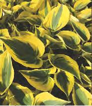 249A Iris ensata Wine Ruffles Kosaciec