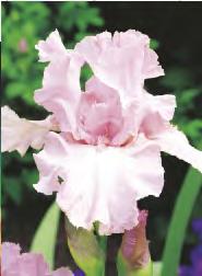 12 20-25 70-80 31C Iris germanica