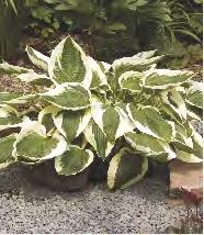 III 6-8 10 V-IX 247A HOSTA - Funkia "5"
