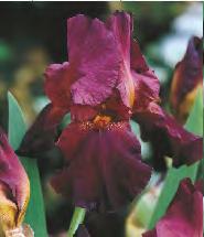 70-80 31D Iris germanica Kosaciec